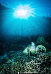 Resting turtle at beautiful house reef in Raja Ampat by Roine Gabrielsson 